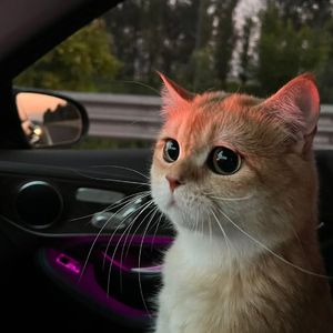 大香线蕉手机视频
